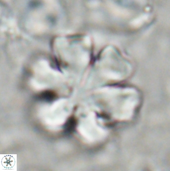 Discoaster premicros 27168