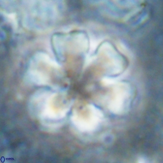 Discoaster premicros 27170