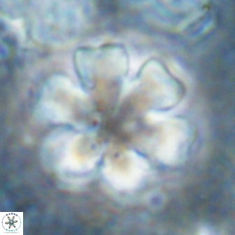 Discoaster premicros 27170