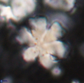 Discoaster premicros 27171