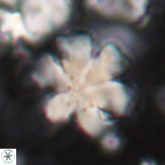 Discoaster premicros 27171