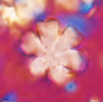 Discoaster premicros 27172