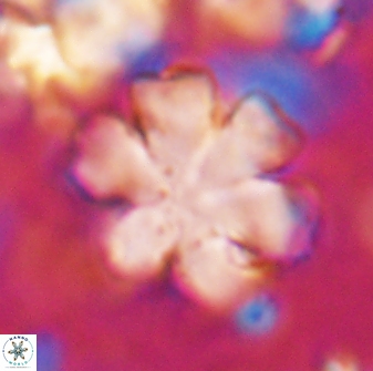 Discoaster premicros 27172
