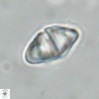 Discoaster premicros VR 19145