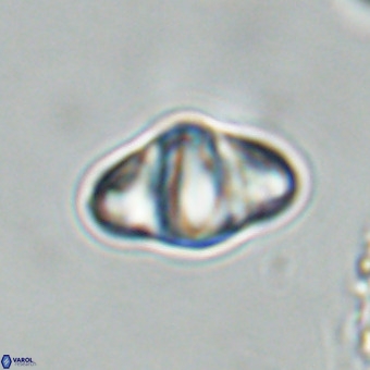 Discoaster premicros VR 19147