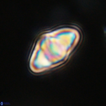 Discoaster premicros VR 19149