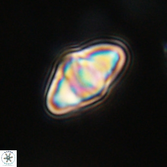 Discoaster premicros VR 19149
