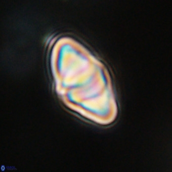 Discoaster premicros VR 19153