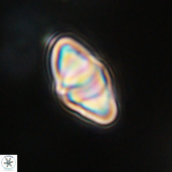Discoaster premicros VR 19153
