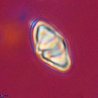 Discoaster premicros VR 19154