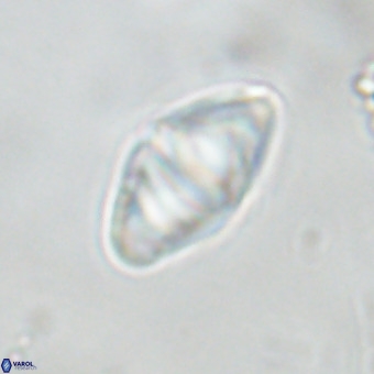 Discoaster premicros VR 19155