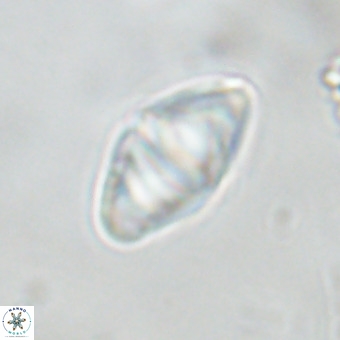 Discoaster premicros VR 19155