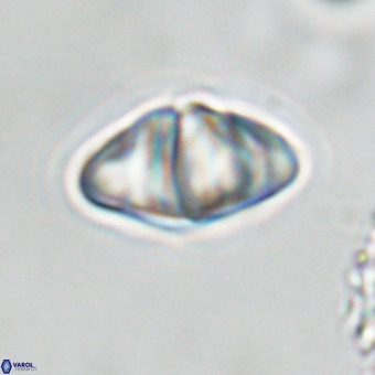 Discoaster premicros VR 19157