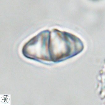 Discoaster premicros VR 19157
