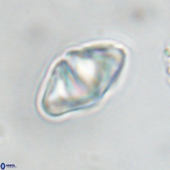 Discoaster premicros VR 19159