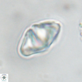 Discoaster premicros VR 19159