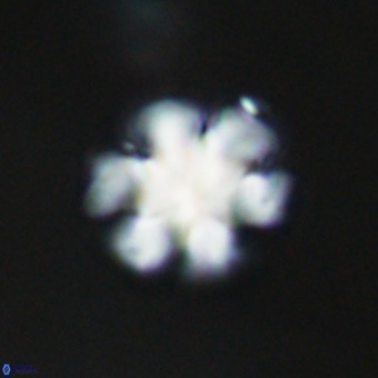 Discoaster premicros VR 19163