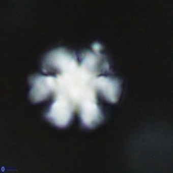 Discoaster premicros VR 19165