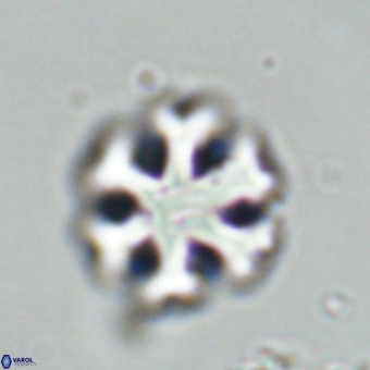 Discoaster premicros VR 19122