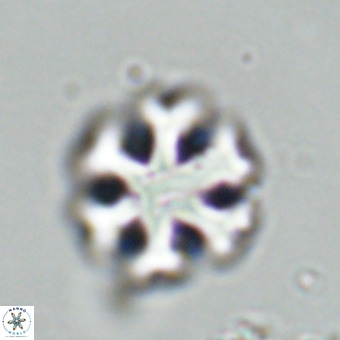 Discoaster premicros VR 19122