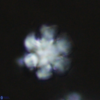 Discoaster premicros VR 19125