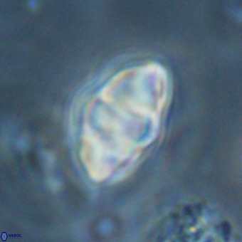Discoaster premicros VR 19131