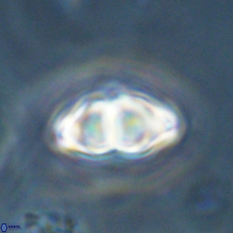 Discoaster premicros VR 19133