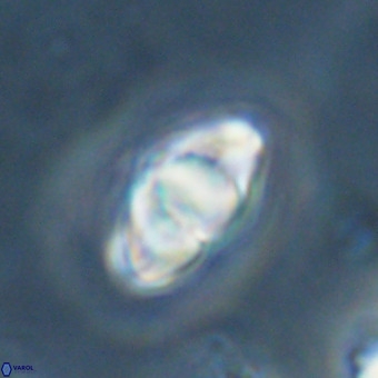 Discoaster premicros VR 19134
