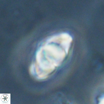 Discoaster premicros VR 19134