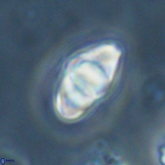 Discoaster premicros VR 19135