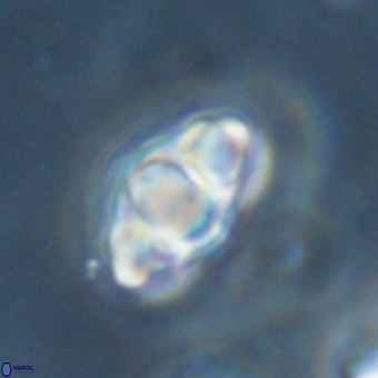 Discoaster premicros VR 19136