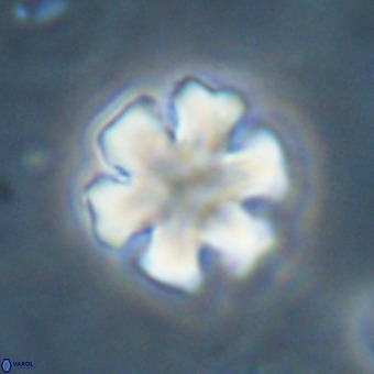 Discoaster premicros VR 19137