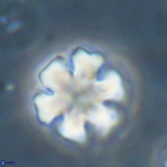 Discoaster premicros VR 19138