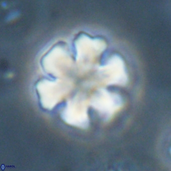 Discoaster premicros VR 19139