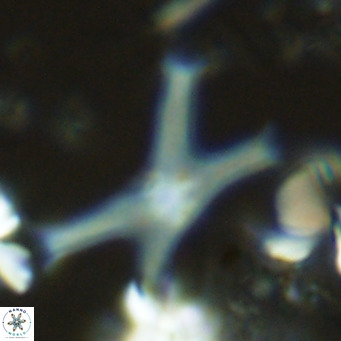 Discoaster pseudosurculus VR 08255
