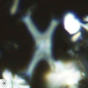 Discoaster pseudosurculus VR 08252