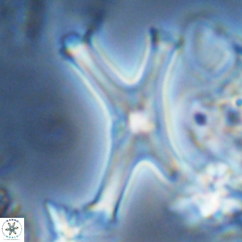 Discoaster pseudosurculus VR 08260
