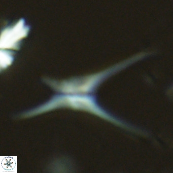 Discoaster quadramus VR 07514