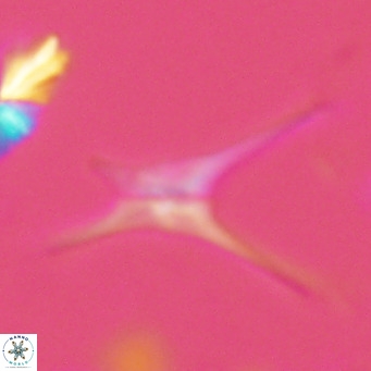 Discoaster quadramus VR 07515