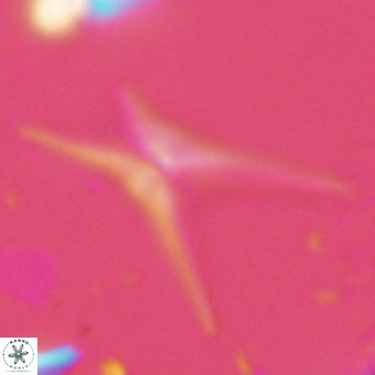 Discoaster quadramus VR 07516