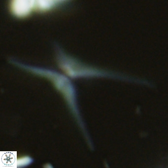 Discoaster quadramus VR 07517
