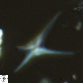 Discoaster quadramus VR 07520
