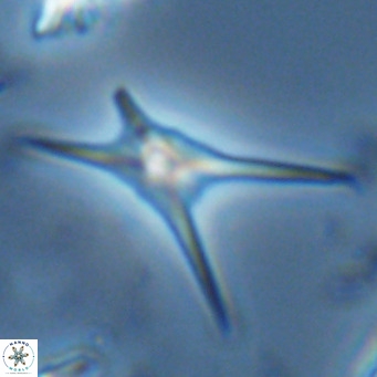 Discoaster quadramus VR 07524