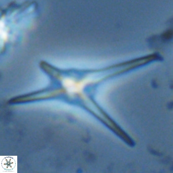 Discoaster quadramus VR 07525