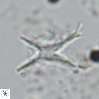 Discoaster quadramus VR 09203