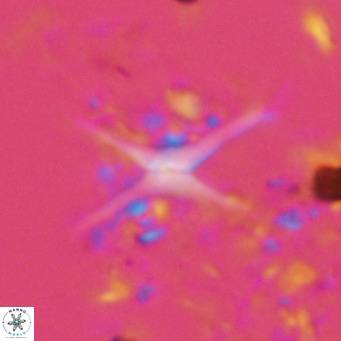 Discoaster quadramus VR 09205
