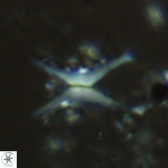 Discoaster quadramus VR 09207