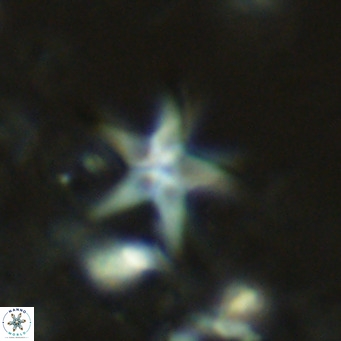 Discoaster quintatus VR 07411