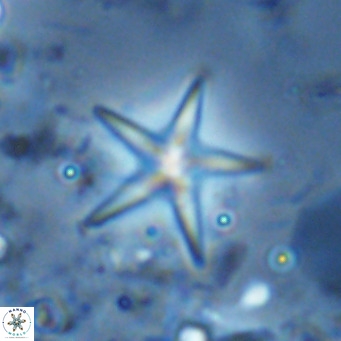 Discoaster quintatus VR 07414