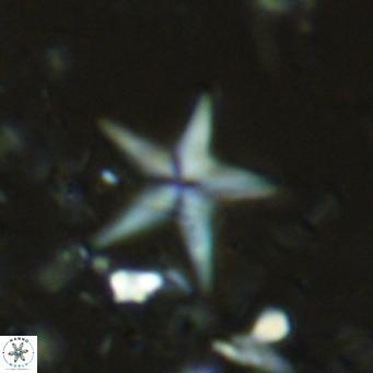 Discoaster quintatus VR 07419